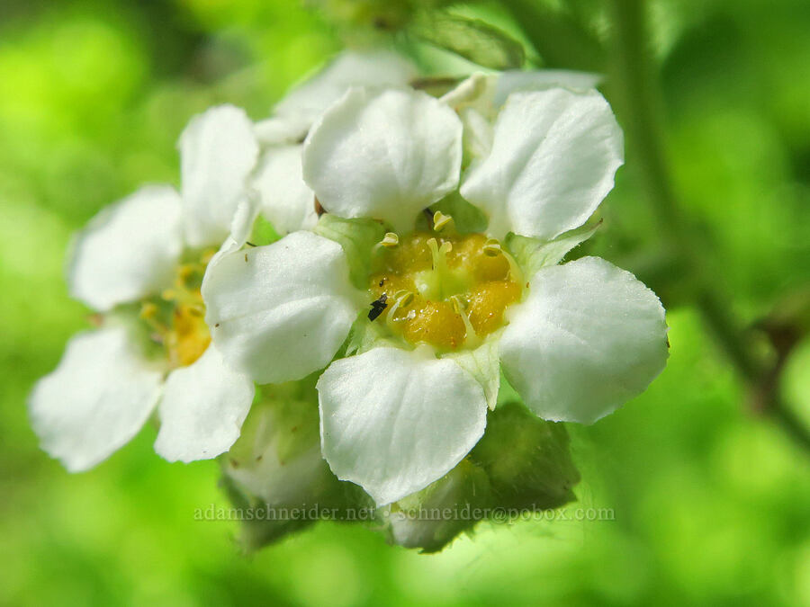 mountain boykinia (Boykinia major) [Forest Road 5851, Willamette National Forest, Douglas County, Oregon]