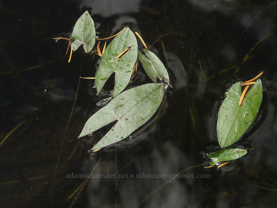 arum-leaf arrowhead (wapato) leaves (Sagittaria cuneata) [Loletta Lakes, Willamette National Forest, Douglas County, Oregon]