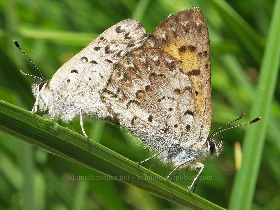 mariposa copper butterflies, mating (Lycaena mariposa (Tharsalea mariposa)) [Loletta Lakes, Willamette National Forest, Douglas County, Oregon]