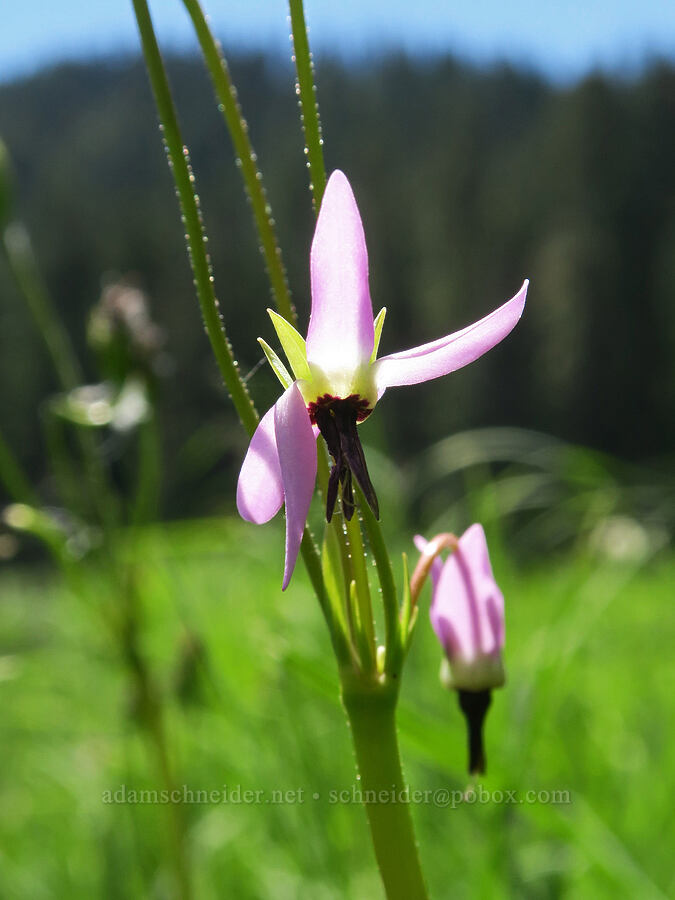 shooting star (Dodecatheon sp. (Primula sp.)) [Loletta Lakes, Willamette National Forest, Douglas County, Oregon]