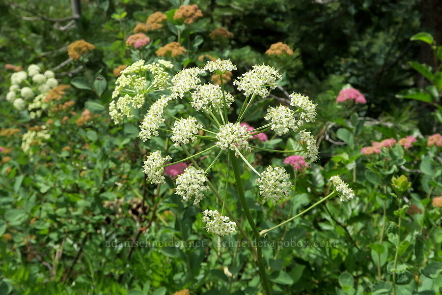 celery-leaf lovage & subalpine spirea (Ligusticum apiifolium, Spiraea splendens (Spiraea densiflora)) [Forest Road 5851, Willamette National Forest, Douglas County, Oregon]