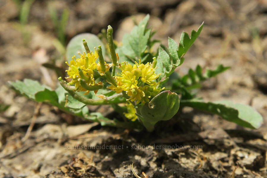 curve-pod yellow-cress (Rorippa curvisiliqua) [Forest Road 5851, Willamette National Forest, Douglas County, Oregon]