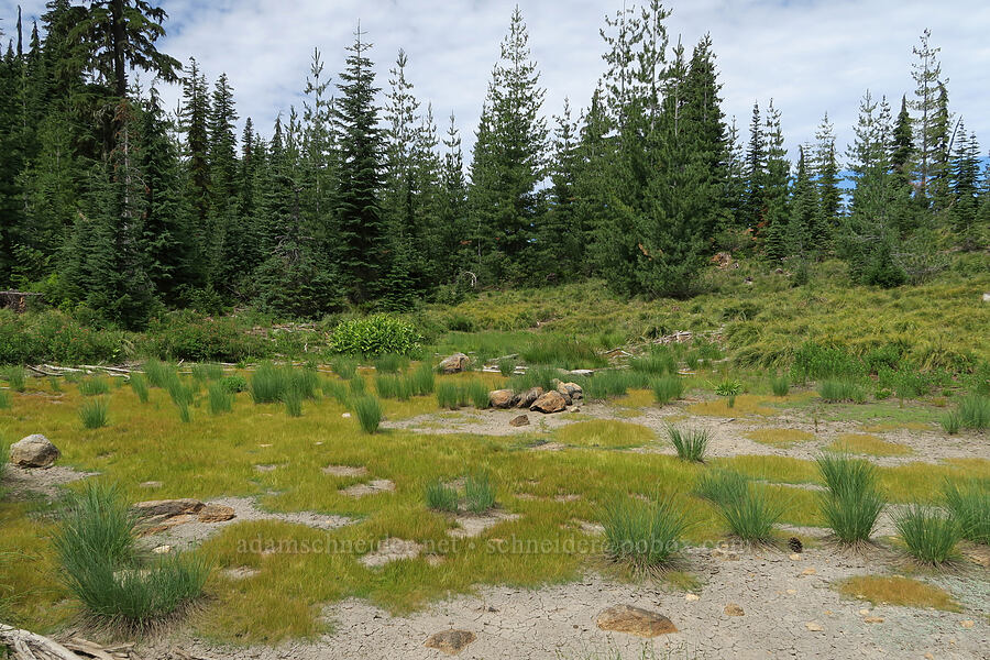 vernal pool [Forest Road 5851, Willamette National Forest, Douglas County, Oregon]