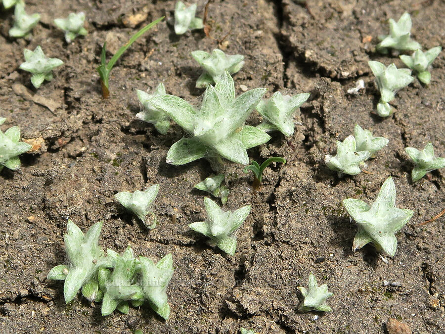 something like cudweed [Forest Road 5851, Willamette National Forest, Douglas County, Oregon]