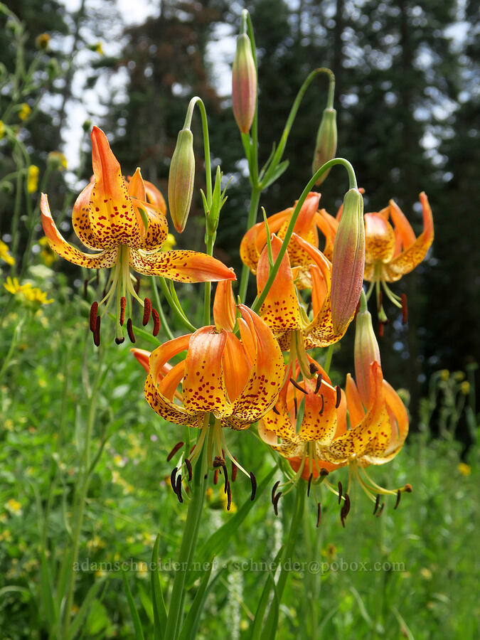 leopard lilies (Lilium pardalinum ssp. pardalinum) [Forest Road 3810, Umpqua National Forest, Douglas County, Oregon]