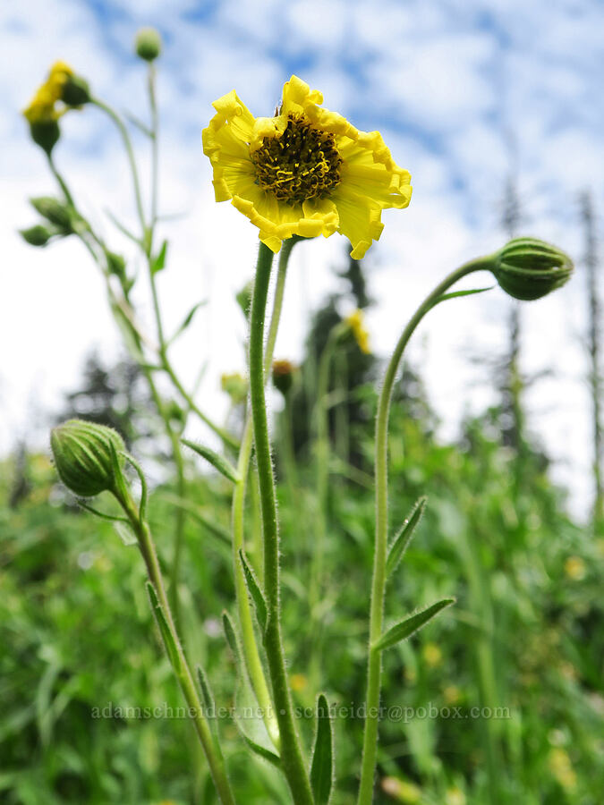 Bolander's madia (Kyhosia bolanderi (Madia bolanderi)) [Forest Road 3810, Umpqua National Forest, Douglas County, Oregon]