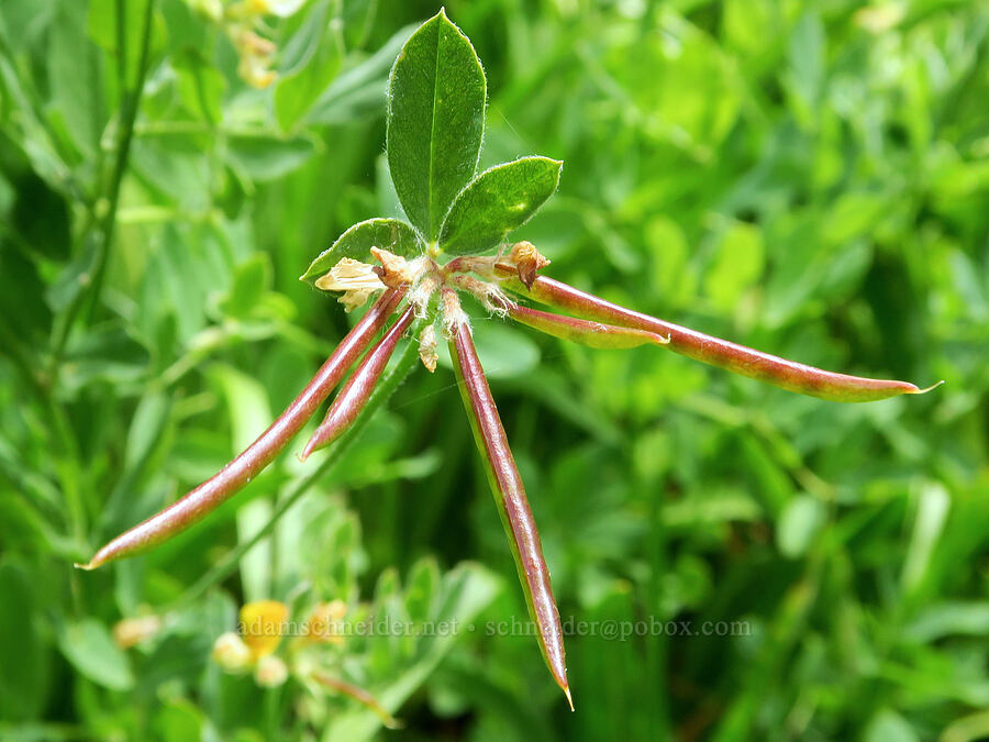 streambank bird's-foot trefoil seed pods (Hosackia oblongifolia (Lotus oblongifolius)) [Forest Road 3810, Umpqua National Forest, Douglas County, Oregon]