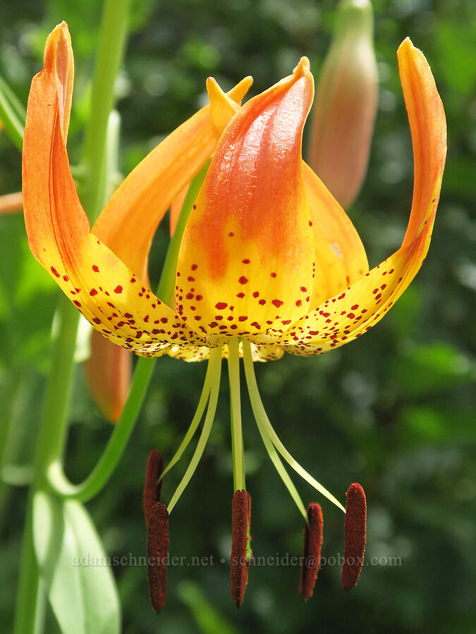 leopard lily (Lilium pardalinum ssp. pardalinum) [Forest Road 3810, Umpqua National Forest, Douglas County, Oregon]