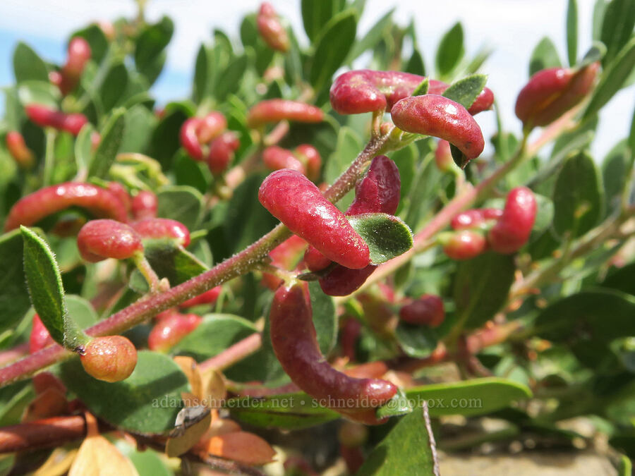 aphid galls on manzanita leaves (Tamalia coweni, Arctostaphylos nevadensis) [Balm Mountain, Umpqua National Forest, Douglas County, Oregon]