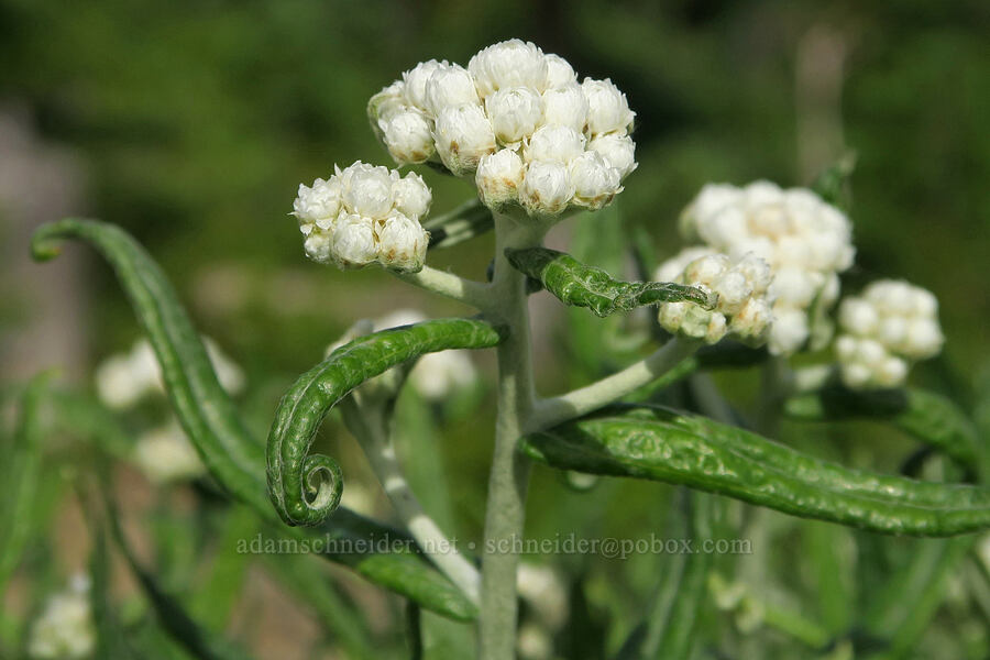 pearly everlasting (Anaphalis margaritacea) [Balm Mountain, Umpqua National Forest, Douglas County, Oregon]