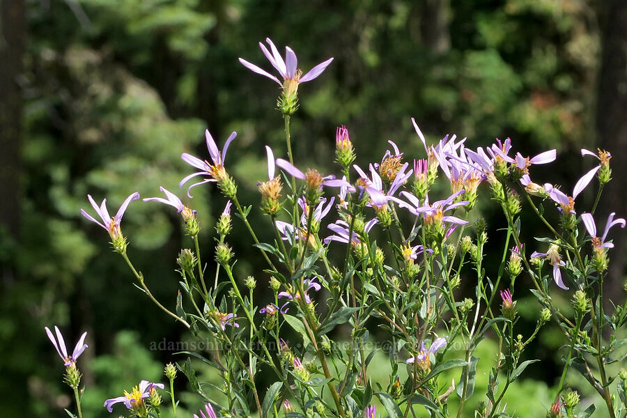 Cascade asters (Doellingeria ledophylla (Eucephalus ledophyllus) (Aster ledophyllus)) [Balm Mountain, Umpqua National Forest, Douglas County, Oregon]