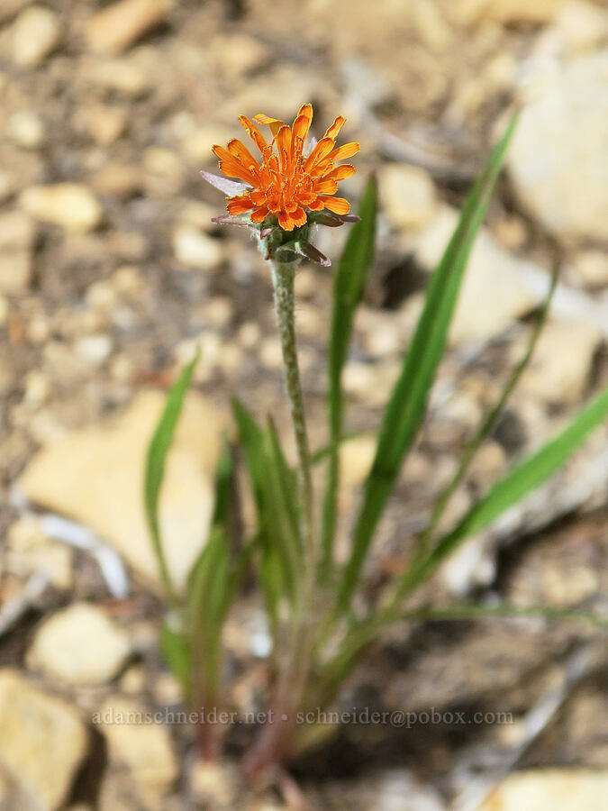 orange agoseris (Agoseris aurantiaca) [Balm Mountain, Umpqua National Forest, Douglas County, Oregon]