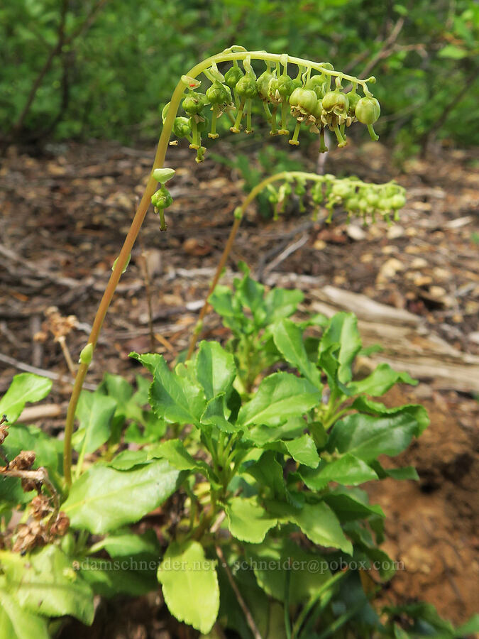 one-sided wintergreen (Orthilia secunda (Pyrola secunda)) [Balm Mountain, Umpqua National Forest, Douglas County, Oregon]