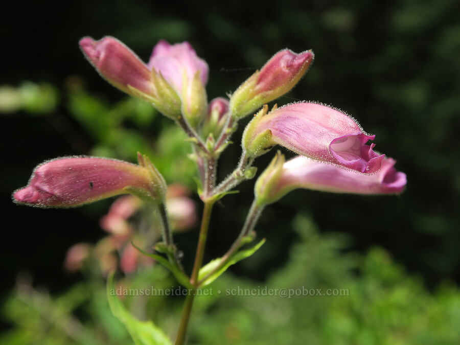 turtle-head (woodland beard-tongue) (Nothochelone nemorosa) [Balm Mountain, Umpqua National Forest, Douglas County, Oregon]