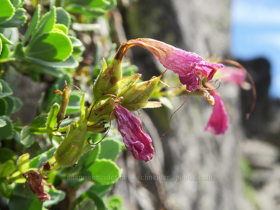 cliff penstemon, fading (Penstemon rupicola) [Balm Mountain, Umpqua National Forest, Douglas County, Oregon]