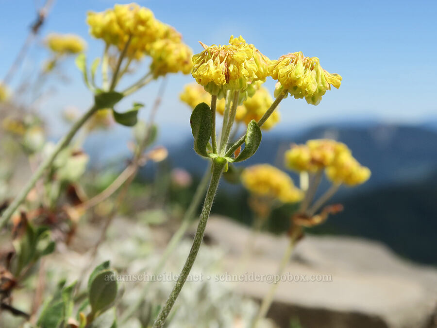 sulphur-flower buckwheat (Eriogonum umbellatum) [Balm Mountain, Umpqua National Forest, Douglas County, Oregon]