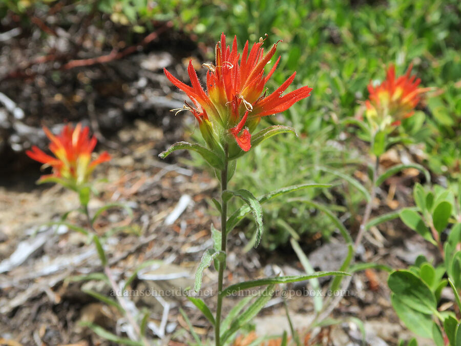 frosted paintbrush (Castilleja pruinosa) [Balm Mountain, Umpqua National Forest, Douglas County, Oregon]