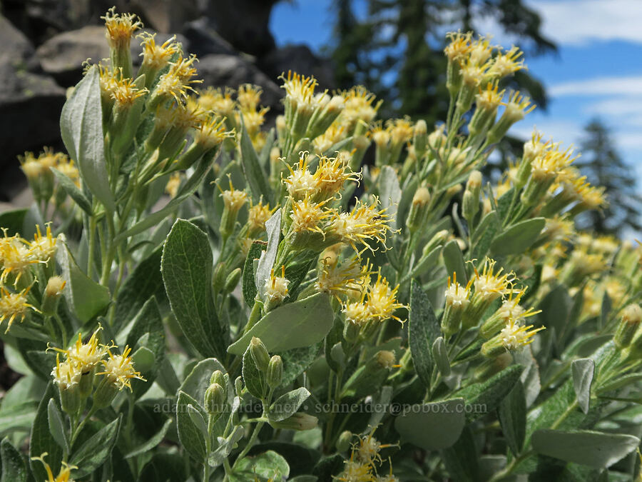 silver-back luina (Luina hypoleuca) [Balm Mountain, Umpqua National Forest, Douglas County, Oregon]