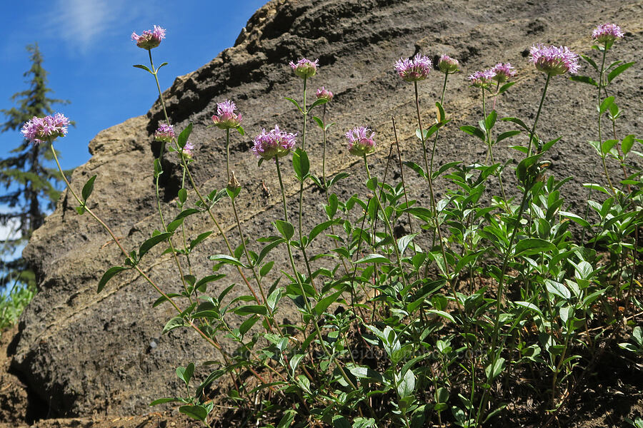 mountain coyote-mint (Monardella odoratissima) [Balm Mountain, Umpqua National Forest, Douglas County, Oregon]