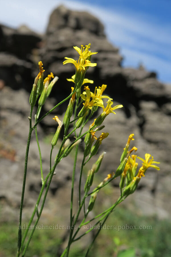 naked-stem hawksbeard (Crepis pleurocarpa) [Balm Mountain, Umpqua National Forest, Douglas County, Oregon]