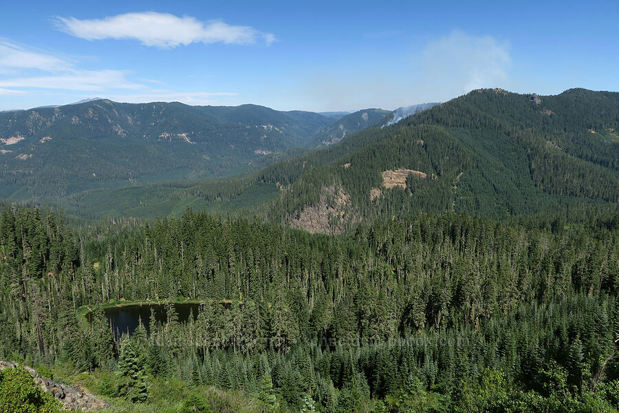 Calapooya Mountains [Forest Road 2154, Umpqua National Forest, Douglas County, Oregon]