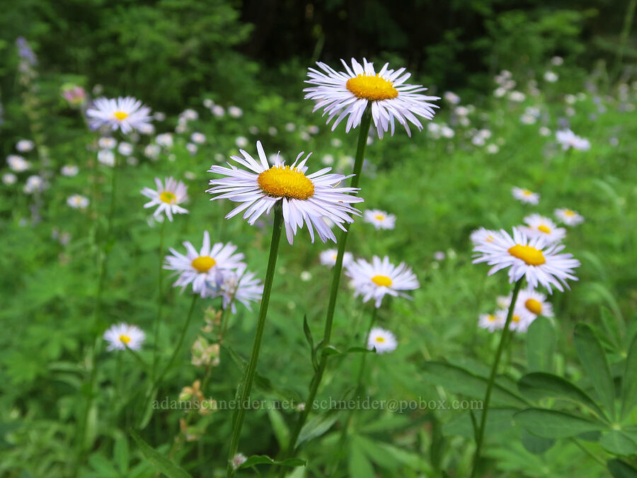 Alice's fleabane (Erigeron aliceae) [Forest Road 3402, Umpqua National Forest, Douglas County, Oregon]