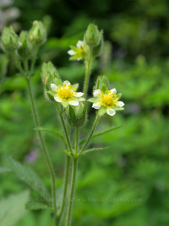 Montana sticky cinquefoil (Drymocallis glandulosa var. reflexa) [Forest Road 3402, Umpqua National Forest, Douglas County, Oregon]
