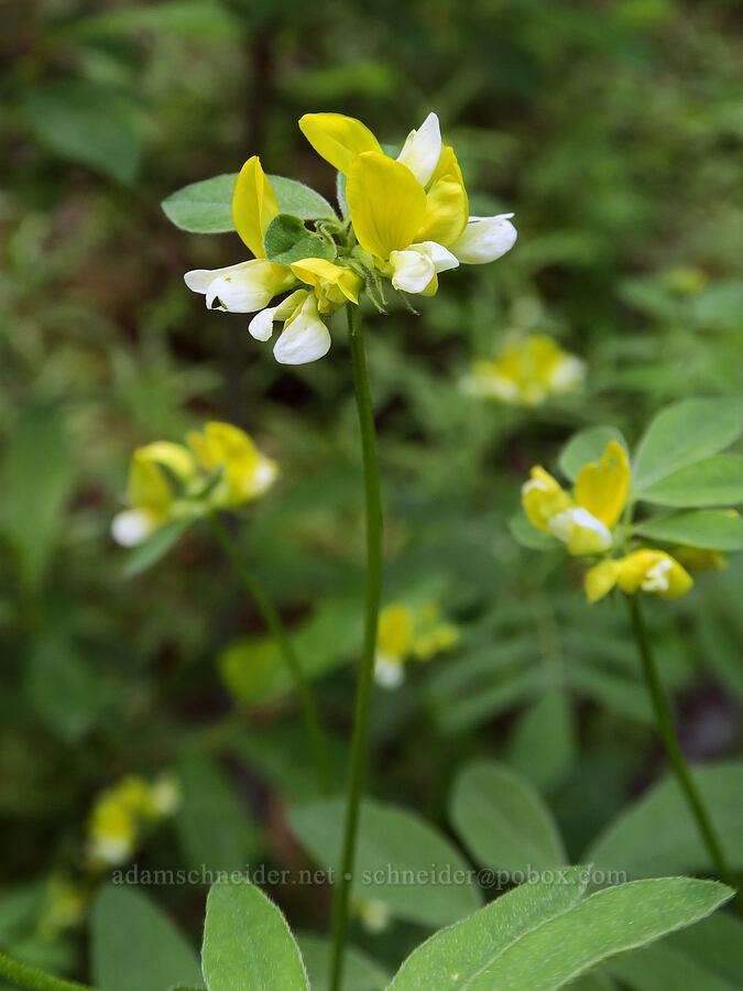 streambank bird's-foot trefoil (Hosackia oblongifolia (Lotus oblongifolius)) [Forest Road 3402, Umpqua National Forest, Douglas County, Oregon]