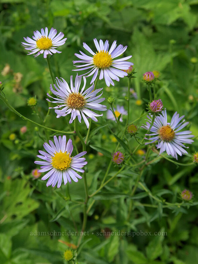 leafy-bract asters (Symphyotrichum foliaceum var. parryi (Aster foliaceus)) [Forest Road 3402, Umpqua National Forest, Douglas County, Oregon]
