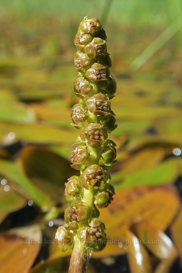 floating-leaf pondweed flowers (Potamogeton natans) [Forest Road 3402, Umpqua National Forest, Douglas County, Oregon]