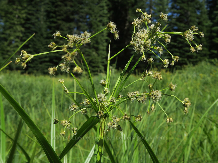 panicled bulrush (Scirpus microcarpus) [Forest Road 3402, Umpqua National Forest, Douglas County, Oregon]