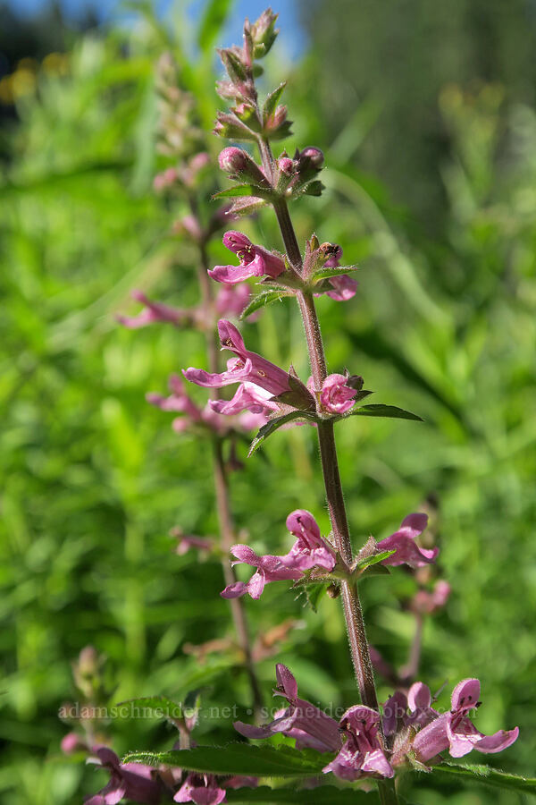 Cooley's hedge-nettle (Stachys cooleyae (Stachys chamissonis var. cooleyae)) [Forest Road 3402, Umpqua National Forest, Douglas County, Oregon]