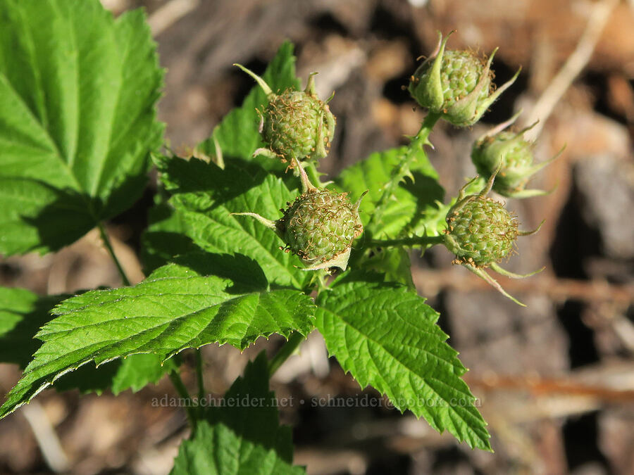 unripe wild raspberries (Rubus leucodermis) [Forest Road 3402, Umpqua National Forest, Douglas County, Oregon]