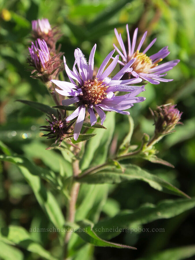 great northern aster (Canadanthus modestus (Aster modestus)) [Tucquala Meadows, Okanogan-Wenatchee National Forest, Kittitas County, Washington]