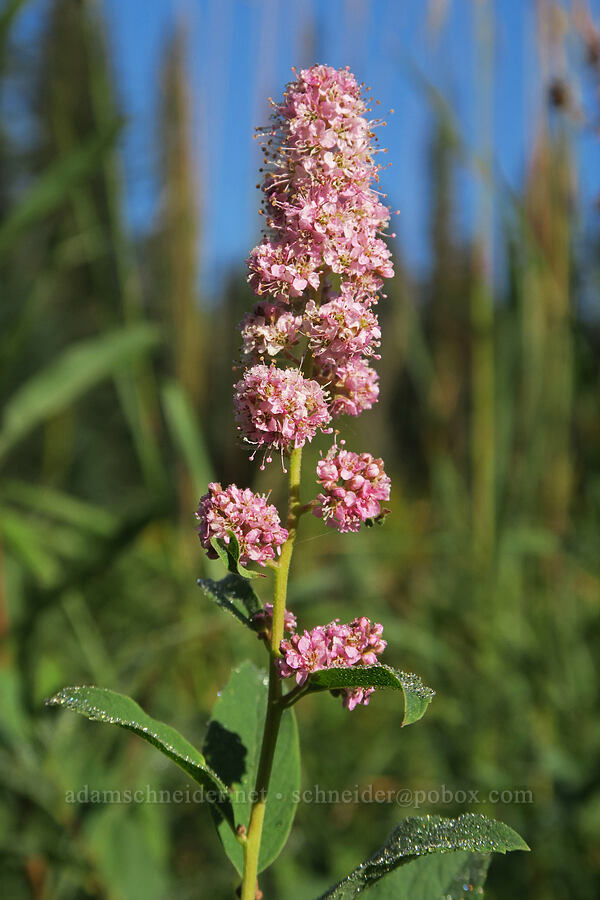 Douglas' spirea (Spiraea douglasii) [Tucquala Meadows, Okanogan-Wenatchee National Forest, Kittitas County, Washington]