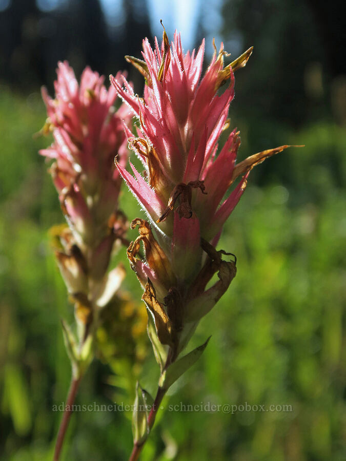 pinkish paintbrush (Castilleja miniata) [Tucquala Meadows, Okanogan-Wenatchee National Forest, Kittitas County, Washington]