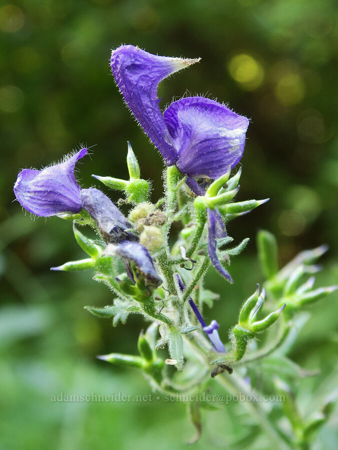 Columbian monkshood (Aconitum columbianum) [Cathedral Pass Trail, Okanogan-Wenatchee National Forest, Kittitas County, Washington]