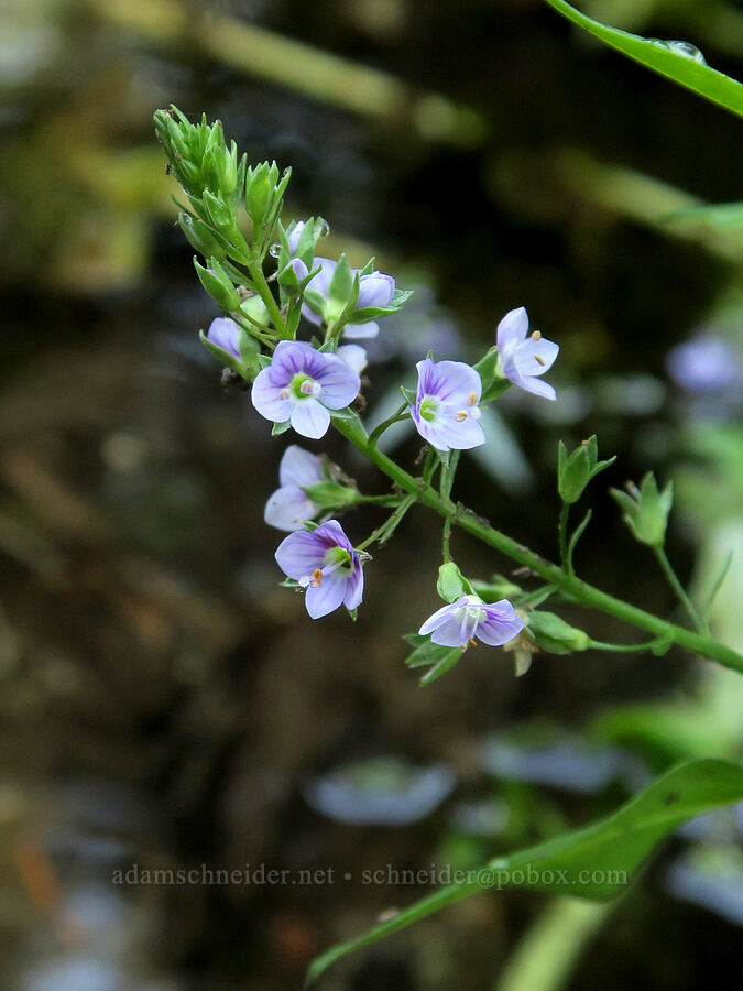 water speedwell (Veronica anagallis-aquatica) [Cathedral Pass Trail, Okanogan-Wenatchee National Forest, Kittitas County, Washington]