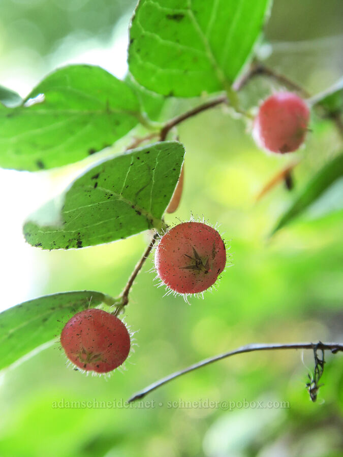 Oregon wintergreen (western tea-berry) (Gaultheria ovatifolia) [Cathedral Pass Trail, Alpine Lakes Wilderness, Kittitas County, Washington]
