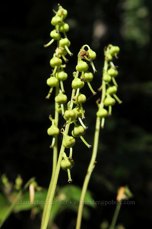 one-sided wintergreen, going to seed (Orthilia secunda (Pyrola secunda)) [Cathedral Pass Trail, Alpine Lakes Wilderness, Kittitas County, Washington]