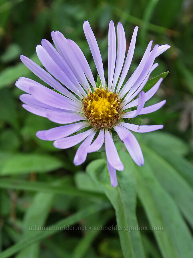 leafy-bract aster (Symphyotrichum foliaceum (Aster foliaceus)) [Cathedral Pass Trail, Alpine Lakes Wilderness, Kittitas County, Washington]