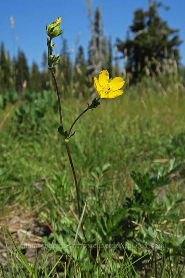 Drummond's cinquefoil (Potentilla drummondii ssp. drummondii) [Cathedral Pass Trail, Alpine Lakes Wilderness, Kittitas County, Washington]