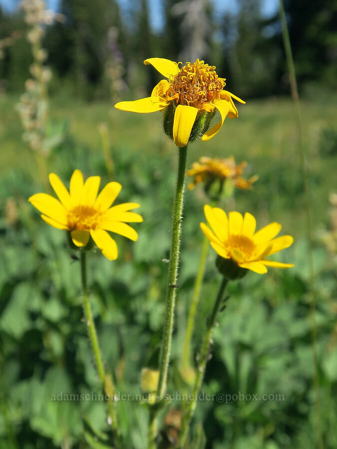 hairy arnica (Arnica mollis) [Cathedral Pass Trail, Alpine Lakes Wilderness, Kittitas County, Washington]