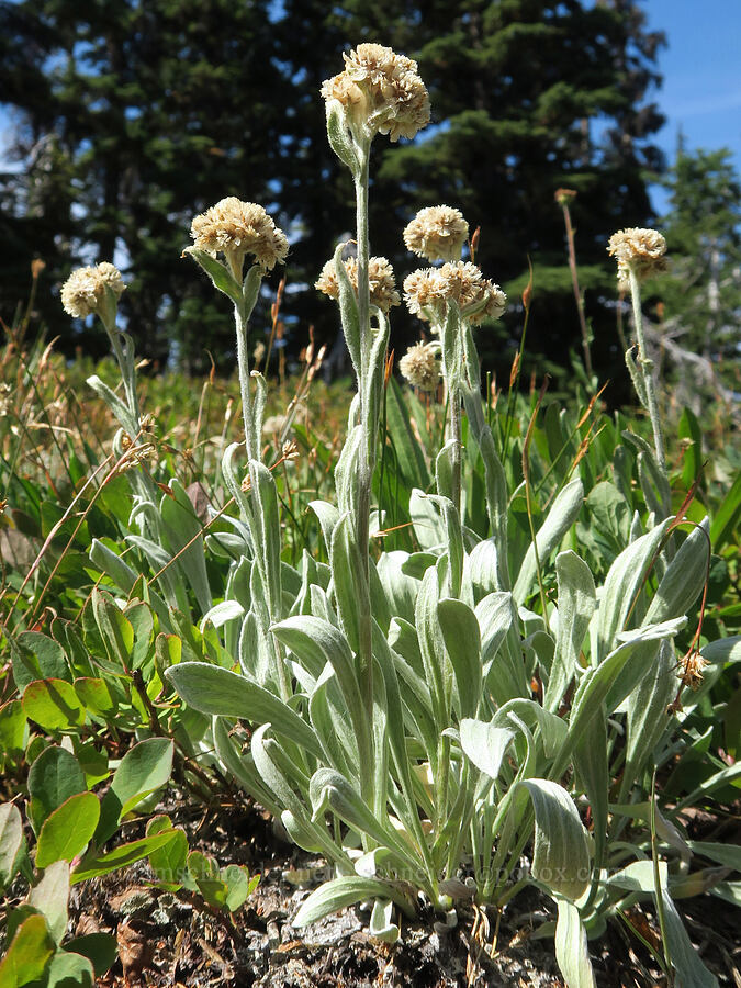 woolly pussy-toes (Antennaria lanata) [Deep Lake Ridge, Alpine Lakes Wilderness, Kittitas County, Washington]