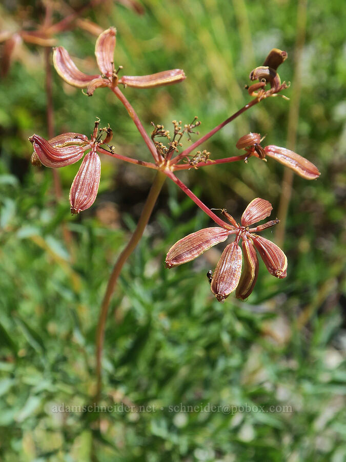 Brandegee's desert parsley, gone to seed (Lomatium brandegeei (Cynomarathrum brandegeei)) [Peggy's Pond Trail, Alpine Lakes Wilderness, Kittitas County, Washington]