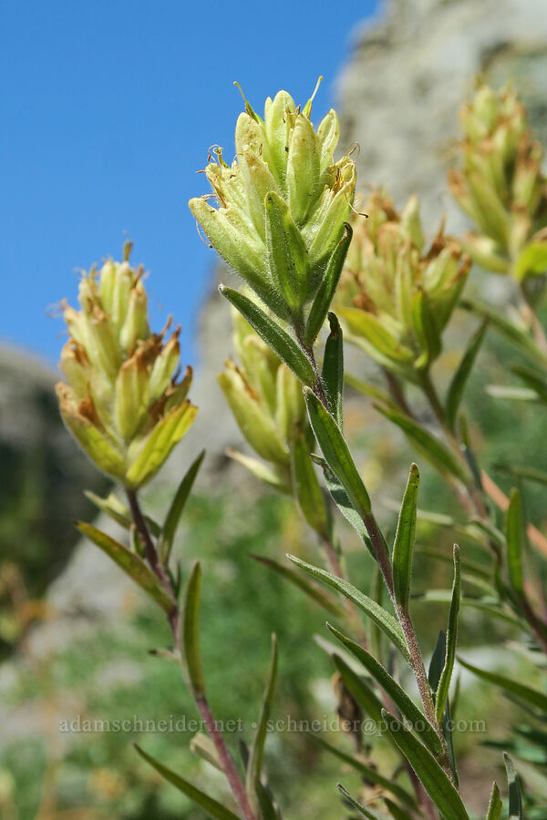 yellow paintbrush (Castilleja sp.) [Peggy's Pond Trail, Alpine Lakes Wilderness, Kittitas County, Washington]
