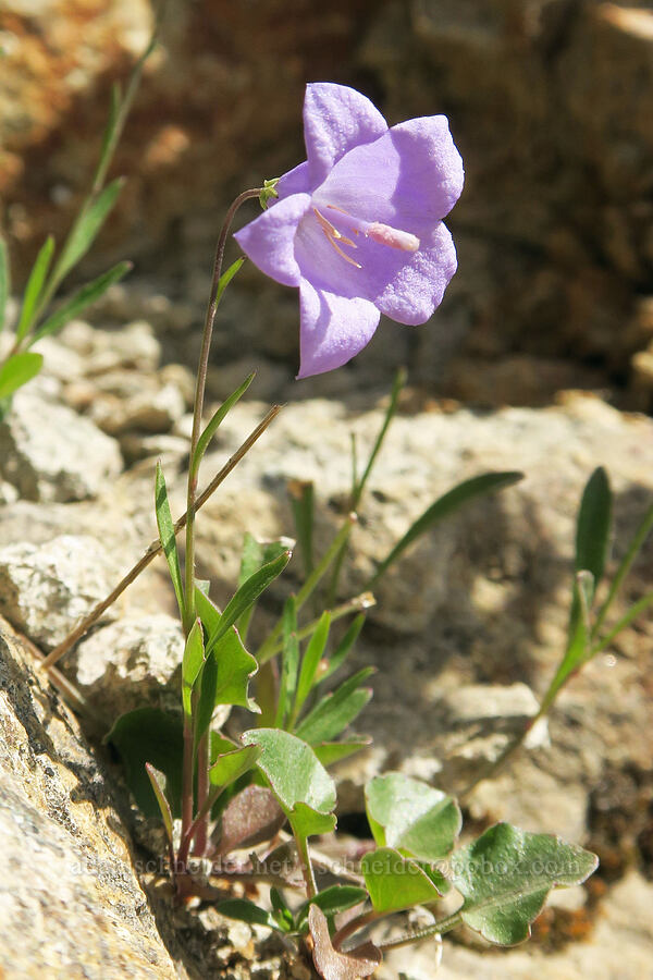 harebell (Campanula petiolata (Campanula rotundifolia)) [Peggy's Pond Trail, Alpine Lakes Wilderness, Kittitas County, Washington]
