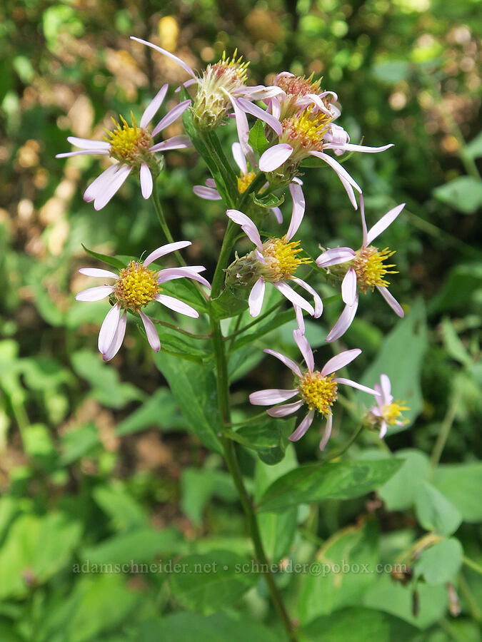 Engelmann's aster (Doellingeria engelmannii (Eucephalus engelmannii) (Aster engelmannii)) [Old Peggy's Pond Trail, Alpine Lakes Wilderness, Kittitas County, Washington]