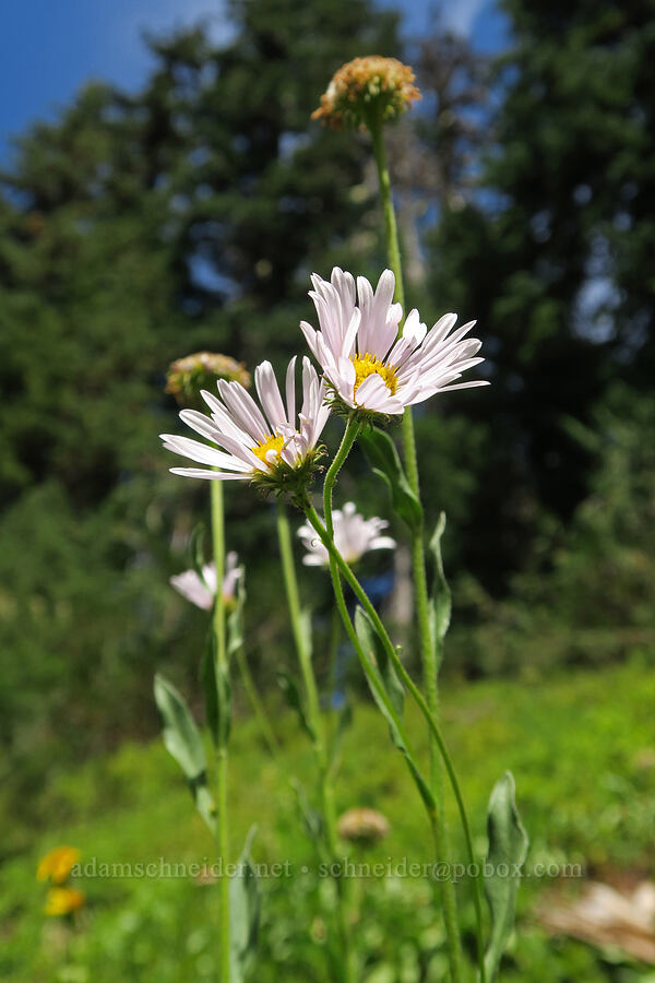 subalpine fleabane (Erigeron glacialis var. glacialis) [Old Peggy's Pond Trail, Alpine Lakes Wilderness, Kittitas County, Washington]