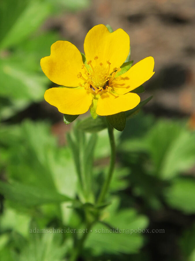 fan-leaf cinquefoil (Potentilla flabellifolia) [Old Peggy's Pond Trail, Alpine Lakes Wilderness, Kittitas County, Washington]